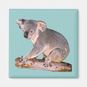 Koala-Bild Magnet