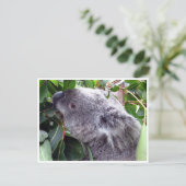Koala-Blätter Postkarte (Stehend Vorderseite)