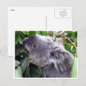 Koala-Blätter Postkarte (Vorne/Hinten)