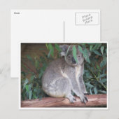 Koala-Blätter Postkarte (Vorne/Hinten)