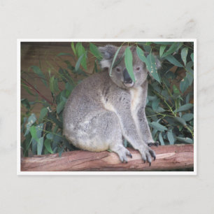 Koala-Blätter Postkarte