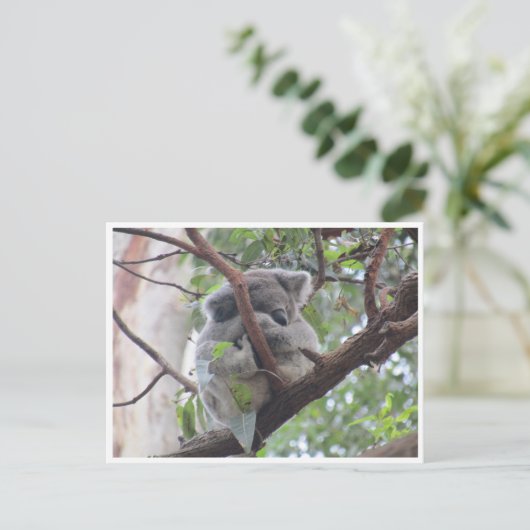 Koala-Bündel Postkarte (Stehend Vorderseite)