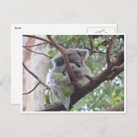 Koala-Bündel Postkarte (Vorne/Hinten)