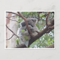 Koala-Bündel