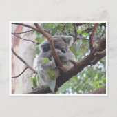 Koala-Bündel Postkarte (Vorderseite)