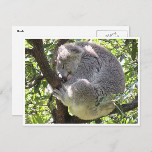 Koala-Bündel Postkarte (Vorne/Hinten)