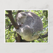 Koala-Bündel Postkarte (Vorderseite)
