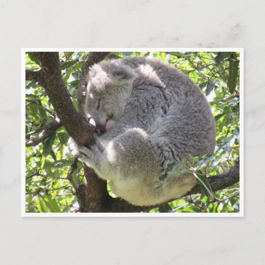Koala-Bündel Postkarte (Vorderseite)