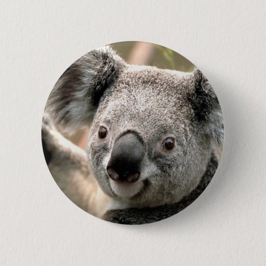 Koala Button (Vorderseite)