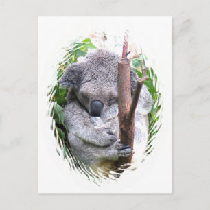 Koala Cuddle Postcard Postkarte