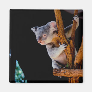 Koala Cute in Tree Gray Magnet
