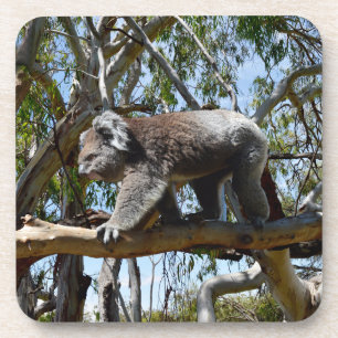 Koala, die auf dem Baumzweig spazieren geht, Getränkeuntersetzer