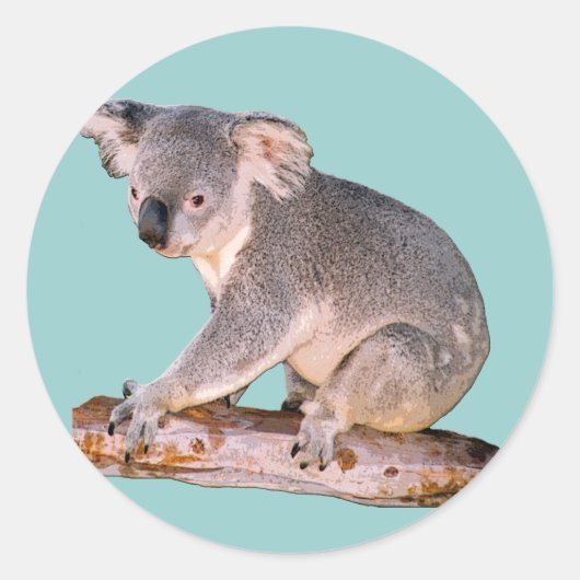 Koala Drawing Runder Aufkleber (Vorderseite)