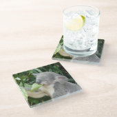 Koala Eating Gum Leaf Glasuntersetzer (Schrägansicht)