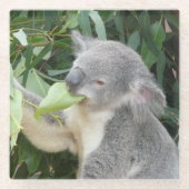 Koala Eating Gum Leaf Glasuntersetzer (Vorderseite)