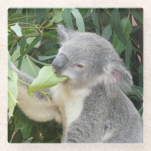 Koala Eating Gum Leaf Glasuntersetzer (Vorderseite)