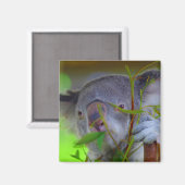 Koala Eating Magnet (Vorderseite/Rückseite)