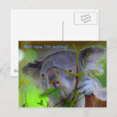 Koala Eating Post Card Postkarte (Vorne/Hinten)