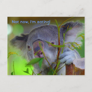 Koala Eating Post Card Postkarte