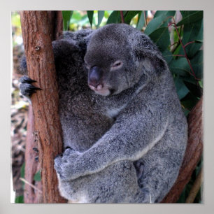 Koala-Familien-Plakat-Druck Poster