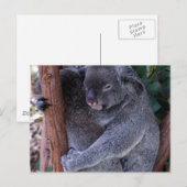 Koala Family Postcard Postkarte (Vorne/Hinten)