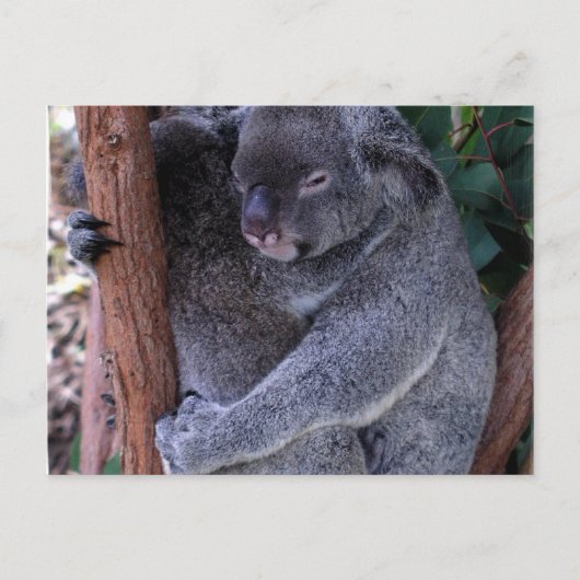 Koala Family Postcard Postkarte (Vorderseite)