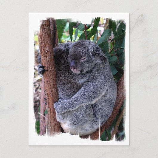 Koala Family Postcard Postkarte (Vorderseite)