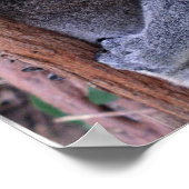 Koala Family Poster Print (Ecke)