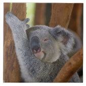Koala Fliese (Vorderseite)