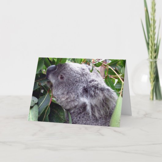Koala frisst karte (Vorderseite)