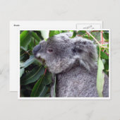 Koala frisst postkarte (Vorne/Hinten)