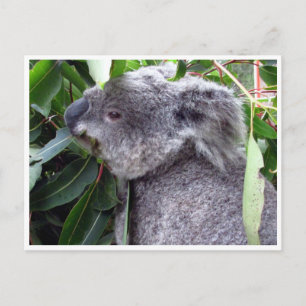 Koala frisst postkarte