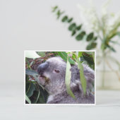 Koala frisst postkarte (Stehend Vorderseite)