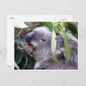 Koala frisst postkarte (Vorne/Hinten)