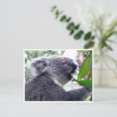 Koala frisst postkarte (Stehend Vorderseite)