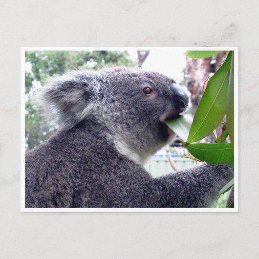 Koala frisst postkarte (Vorderseite)