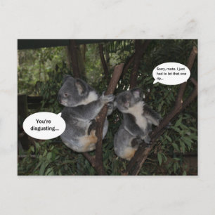 Koala fun postkarte