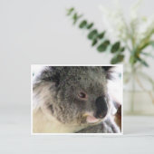 Koala-Gesicht Postkarte (Stehend Vorderseite)