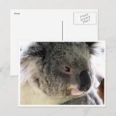Koala-Gesicht Postkarte (Vorne/Hinten)