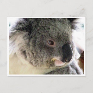 Koala-Gesicht Postkarte