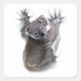 Koala Hang auf dem Niedlichen Bär Australien Tier Quadratischer Aufkleber