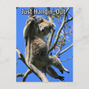 Koala Hangout in Australien Postkarte