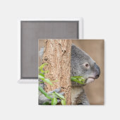 Koala Headshot Magnet (Vorderseite/Rückseite)