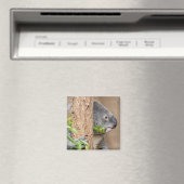 Koala Headshot Magnet (In Situ (Geschirrspüler))