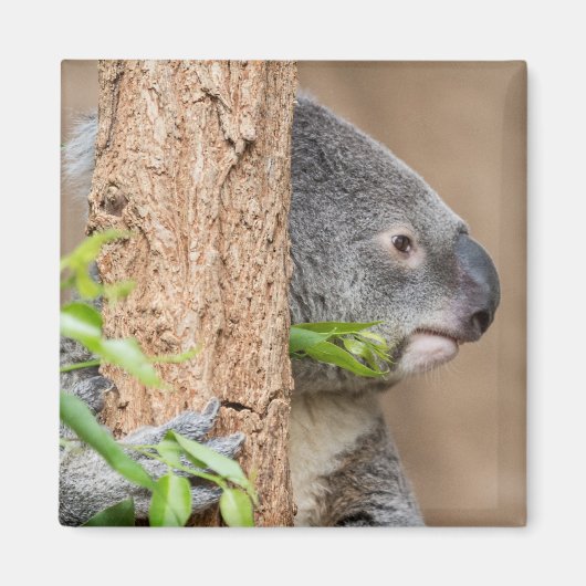 Koala Headshot Magnet (Vorne)