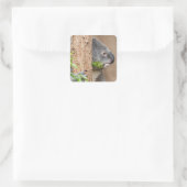 Koala Headshot Quadratischer Aufkleber (Tasche)