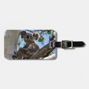 KOALA IM BAUM LÄNDLICHES QUEENSLAND AUSTRALIEN GEPÄCKANHÄNGER