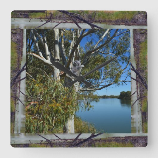 Koala im Baumbestand über dem Fluss, Quadratische Wanduhr (Vorderseite)
