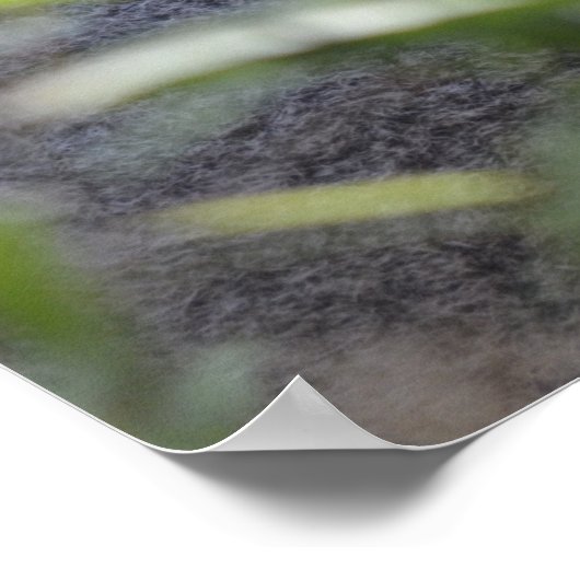 Koala im Zoo Australien Poster (Ecke)