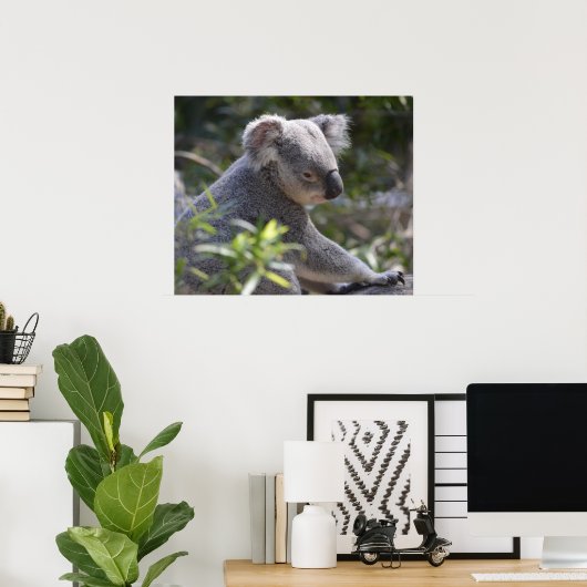 Koala im Zoo Australien Poster (Heimbüro)